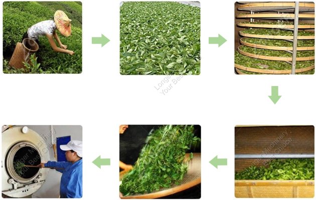 Tea Manufacturing Process